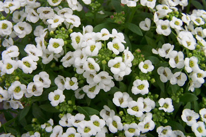 Alyssum Flores para jardim