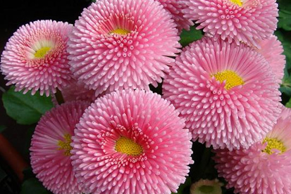 Bellis Flores para jardim