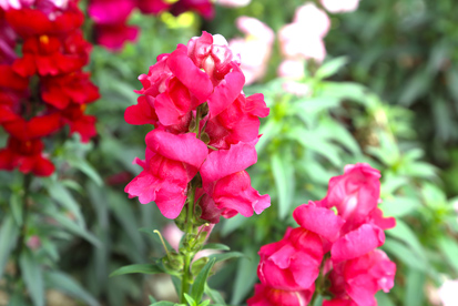 Flor boca de leão flores para jardim