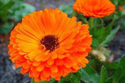 Calêndula flores para jardim