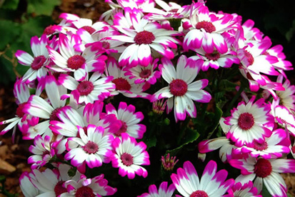 Cineraria flores para jardim