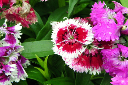 Cravina flores para jardim