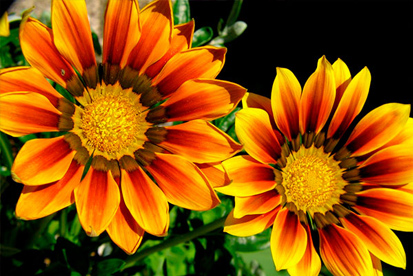 Gazânia flores para jardim