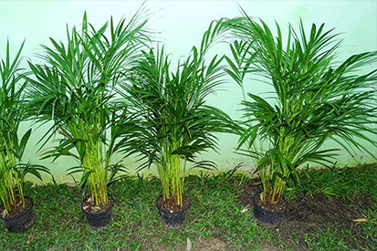 palmeira-areca-plantas-para-jardinagens