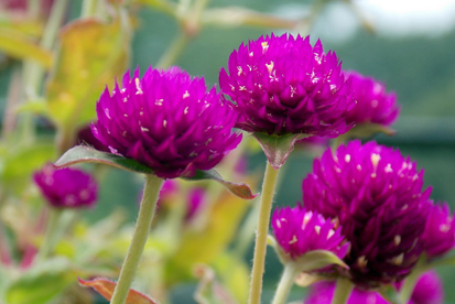 Perpetua Flores para jardins