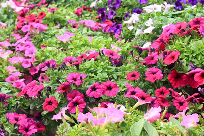 Petunia flores para jardim