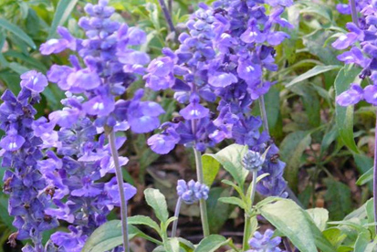 Sálvia Azul flores para jardim