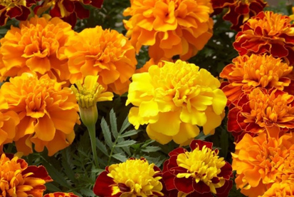 Tagetes Flores para Jardim