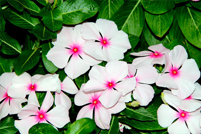 Vinca Flores para jardim